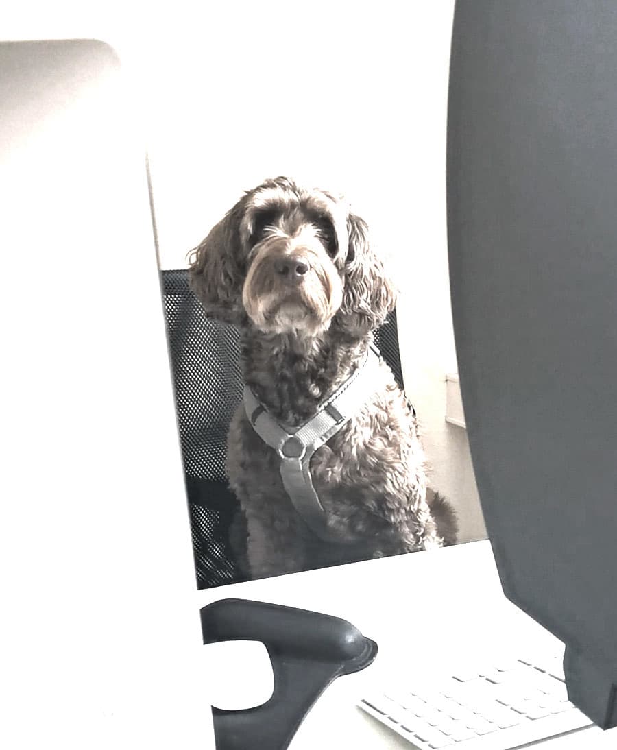 TANGRAM. Werbeagentur Büro-Hund Polly